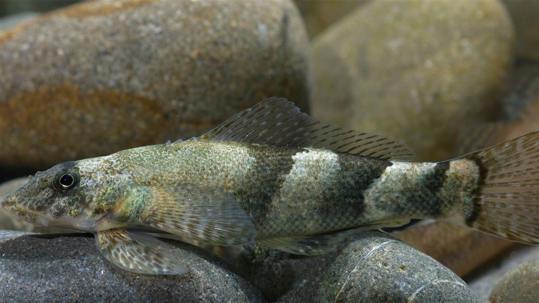 Torrentfish from the Ashley River/Rakahuri River, North Canterbury