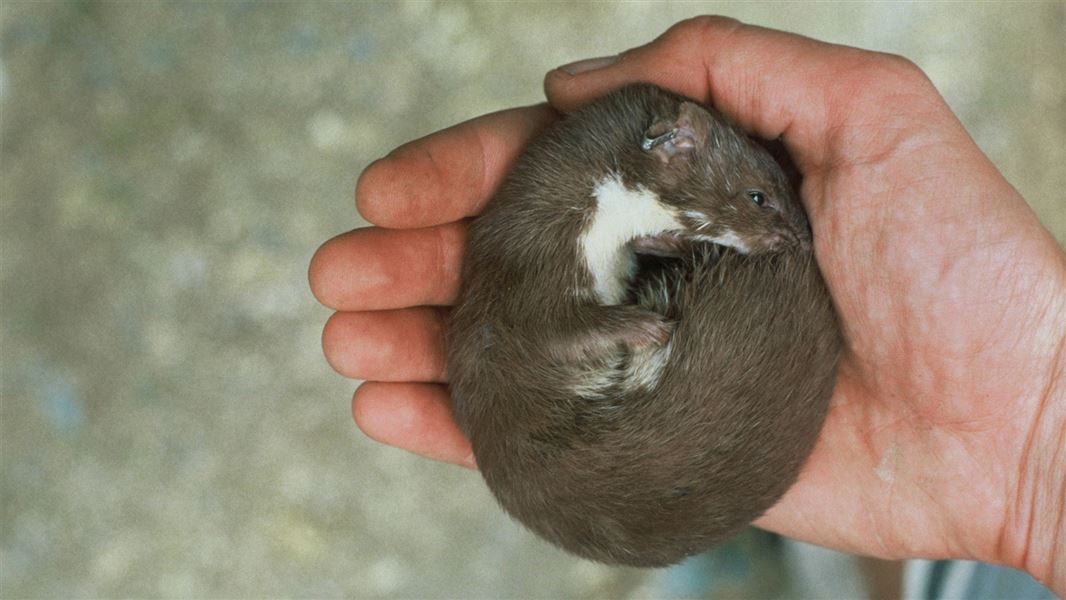 Anaesthetised weasel curled in a hand