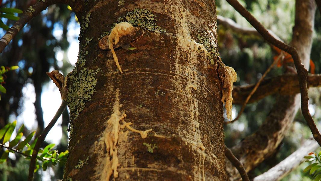 Kauri Dieback Programme Kauri Dieback