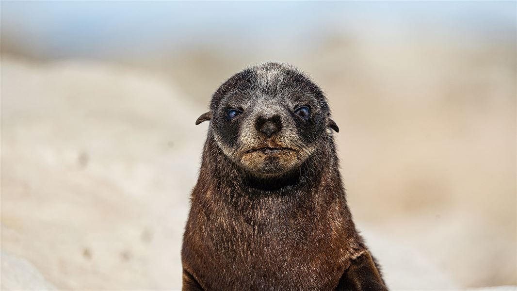 A seal pup at Kaikōura Peninsula. 