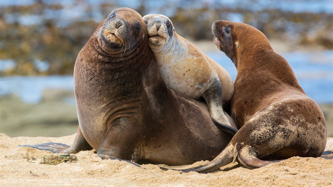 Marine mammals: New Zealand native animals