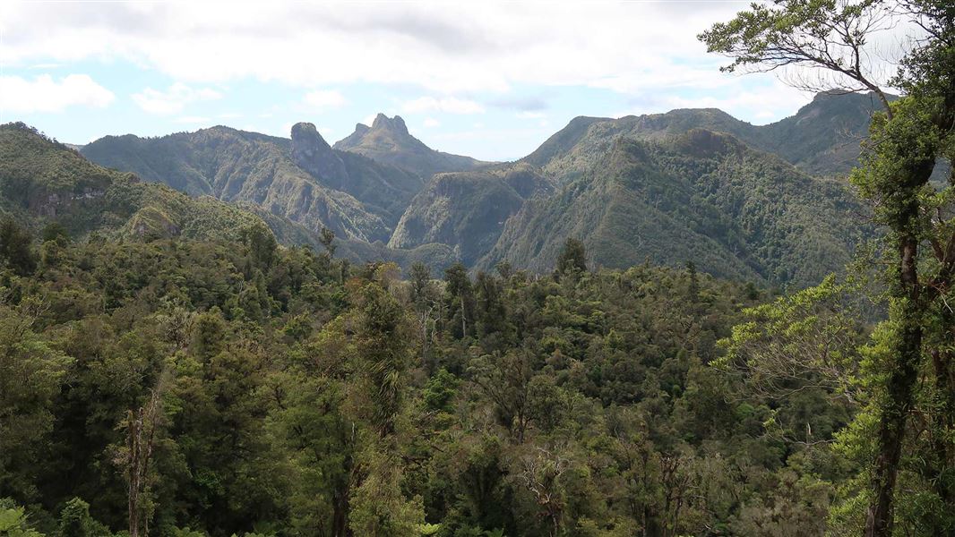 View on the Moss Creek Track