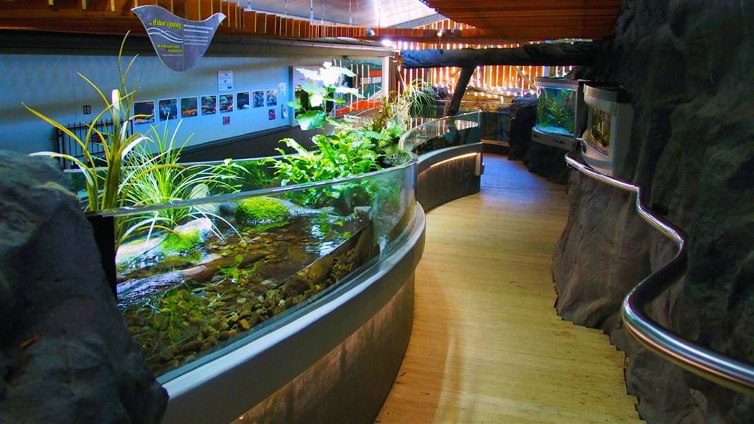 Current attractions at The River Walk Visitor Centre Taupo Trout Fishing