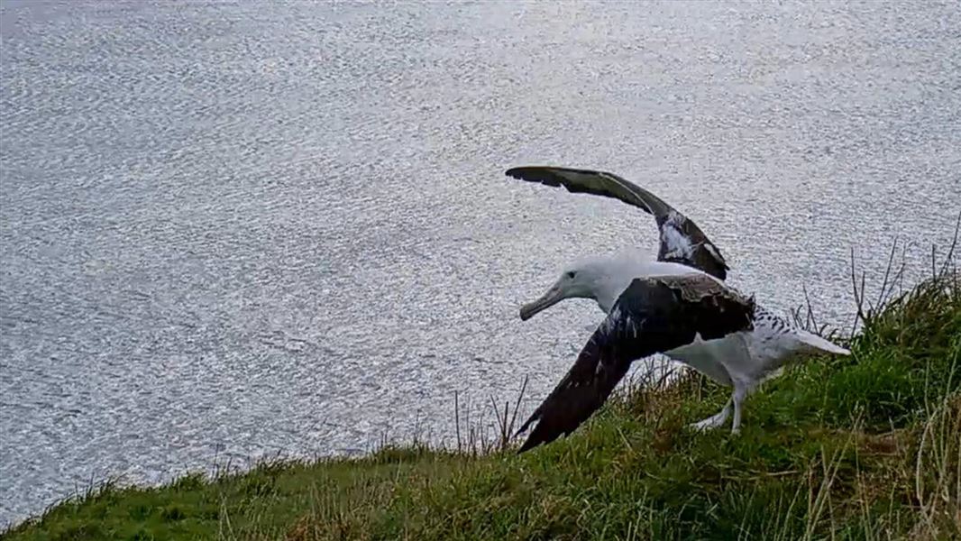 A still from a livestream camera showing a large white bird with black wings lifting itself into the wind.