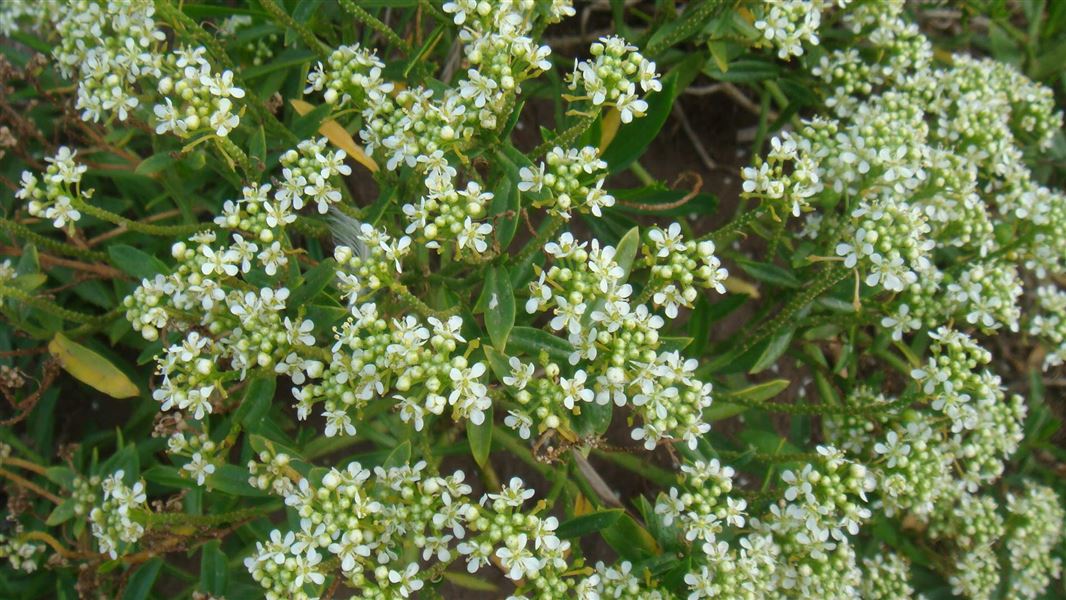  Close-up of Lepidium oleraceum/Cook's scurvy grass on Motunau Island. 