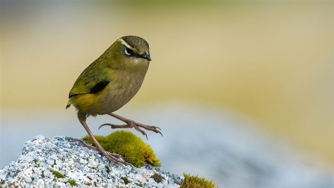 A small green and yellow bird perched on an alpine rock.