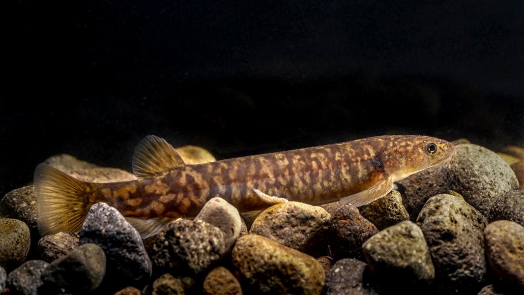Native freshwater koaro. 