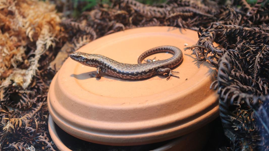 St Arnaud speckled skink in care. 