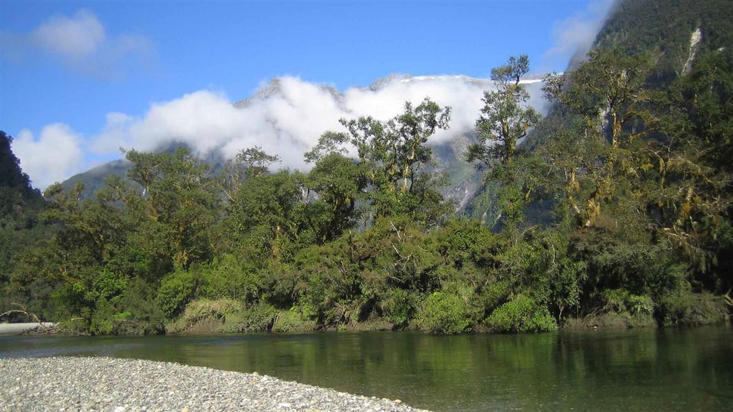 Arthur River on Milford Track. 