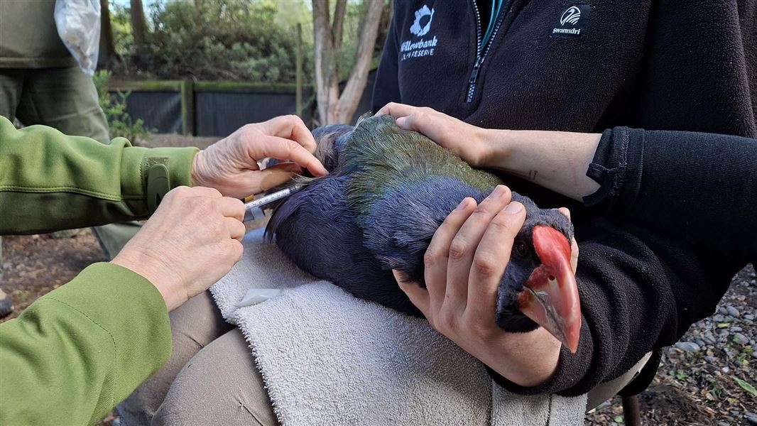 A large bird with a large bright red beak is carefully gripped y one person as it is vaccinated by another person.