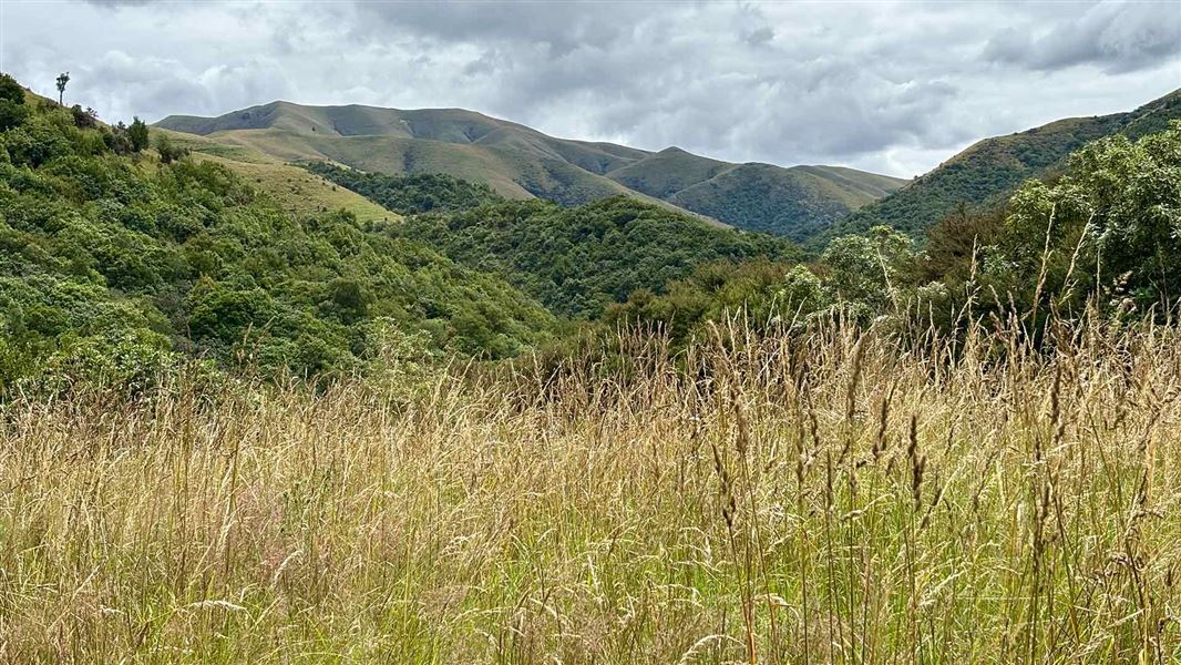 View from the open highpoint on Orari Gorge Track. 