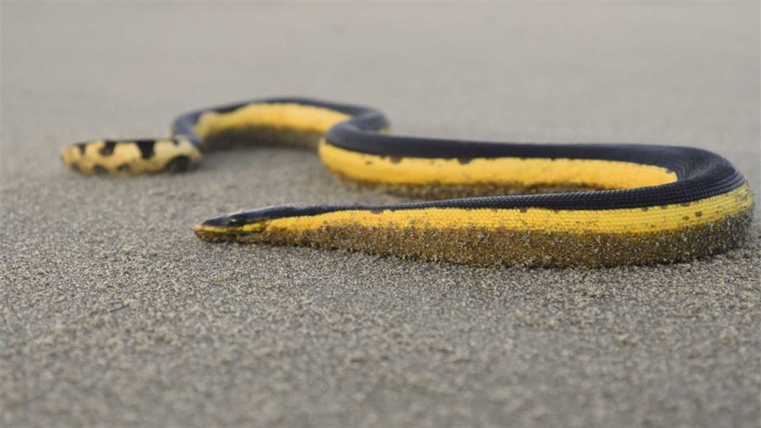 Yellow-bellied sea snake slithers along the sand.