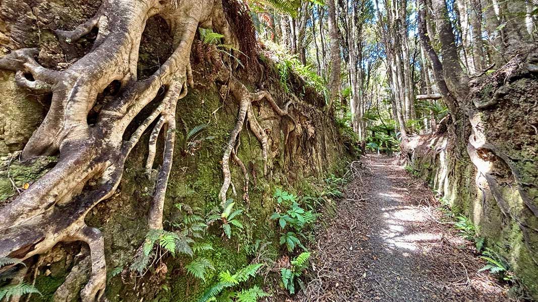 McCallum's tram cutting on the Long Hilly (Round Hill) Walking Track. 