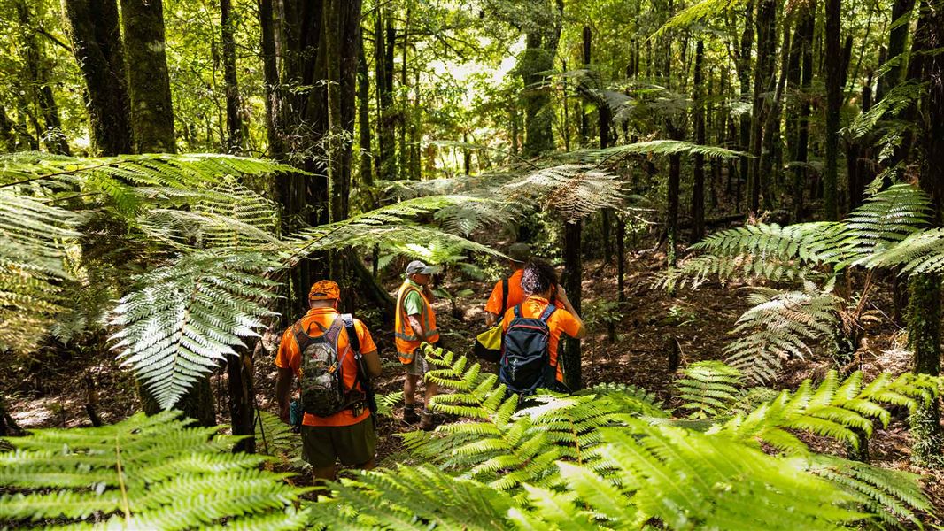  Wild animal control in the Pureora Forest Park. 