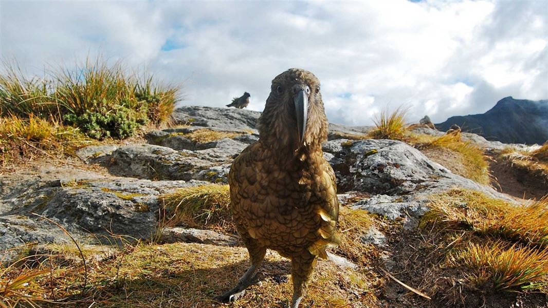 Inquisitive kea at Mackinnon Pass on the Milford Track. 