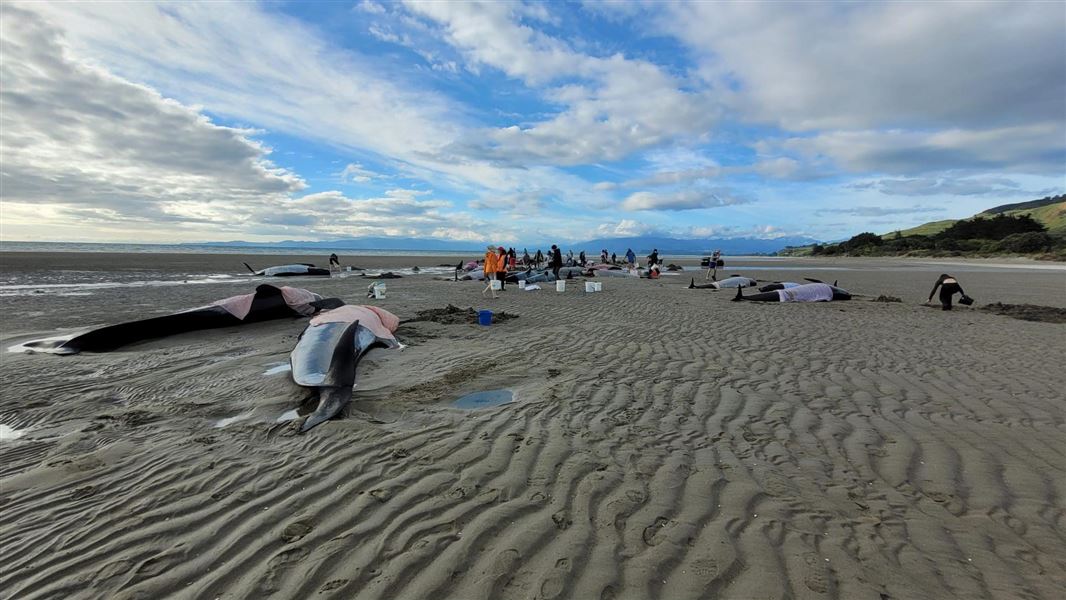 Whales stranded on the beach in Golden Bay. 