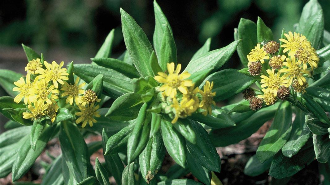 Close up of rautini in flower, Chatham Islands. 