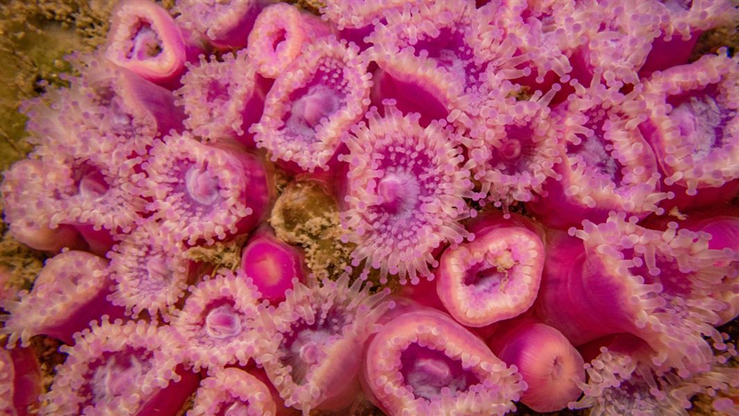 Jewel anemone