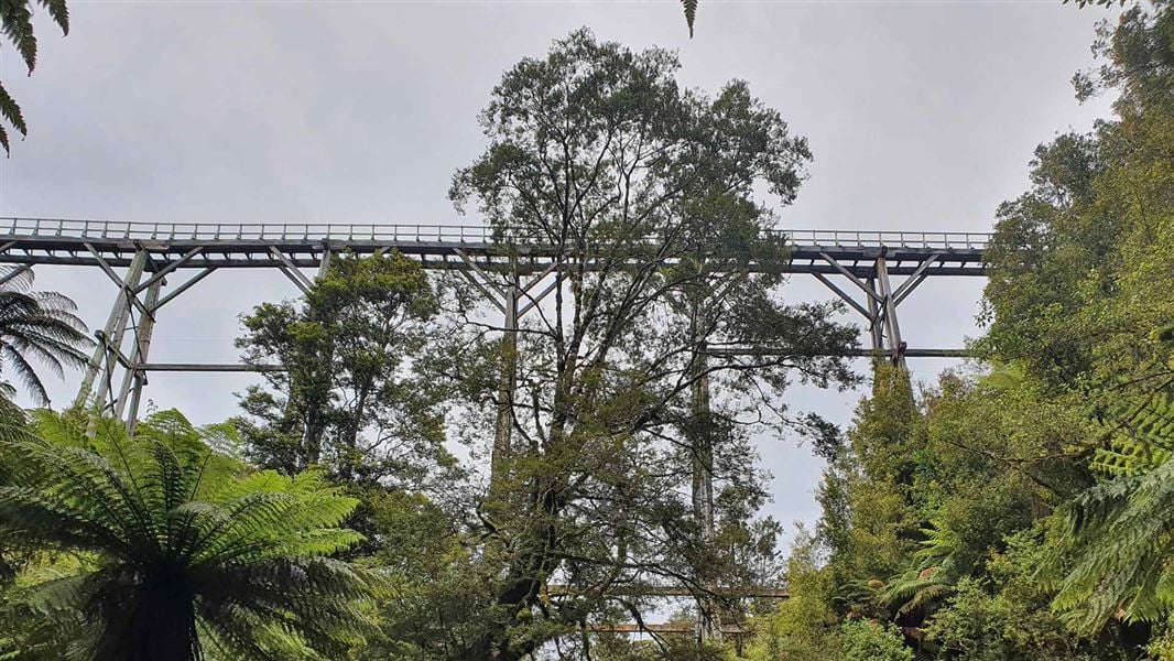 View from the bush below looking up to a long legged viaduct. 