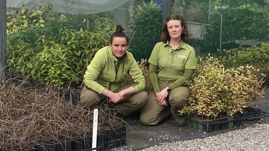 Two people, dressed in green, crouch amongst potted shrubs in a plant nursery.