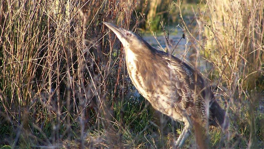A speckled brown and white bittern bird with a strong sharp beak and a small orange eye stands in long brown grass. 