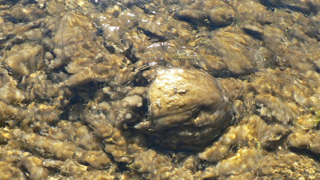 Off brown murcky looking algae on the bottom of the river under the water. 