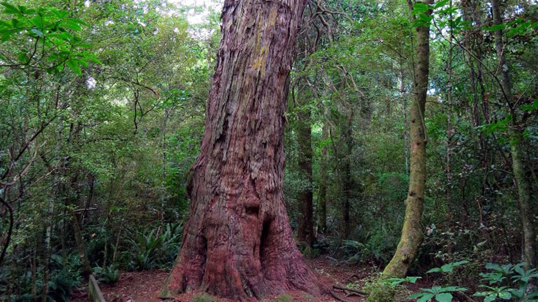 Base of large tree in bush area.