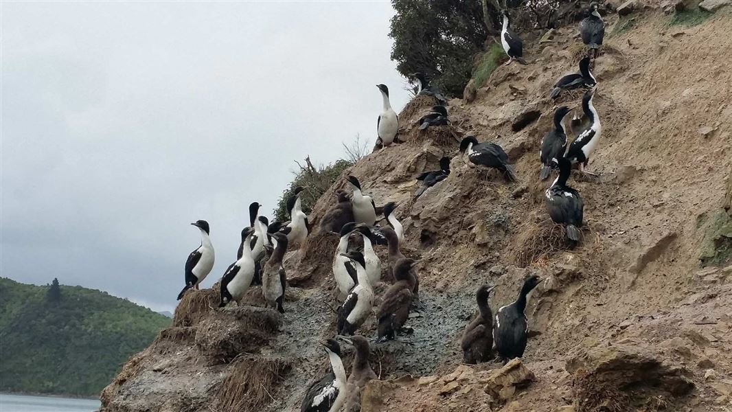 King shag at Tawhitinui Point