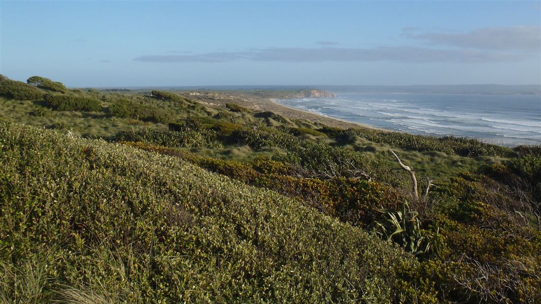 Henga Scenic Reserve Walk: Henga Scenic Reserve, Chatham Islands
