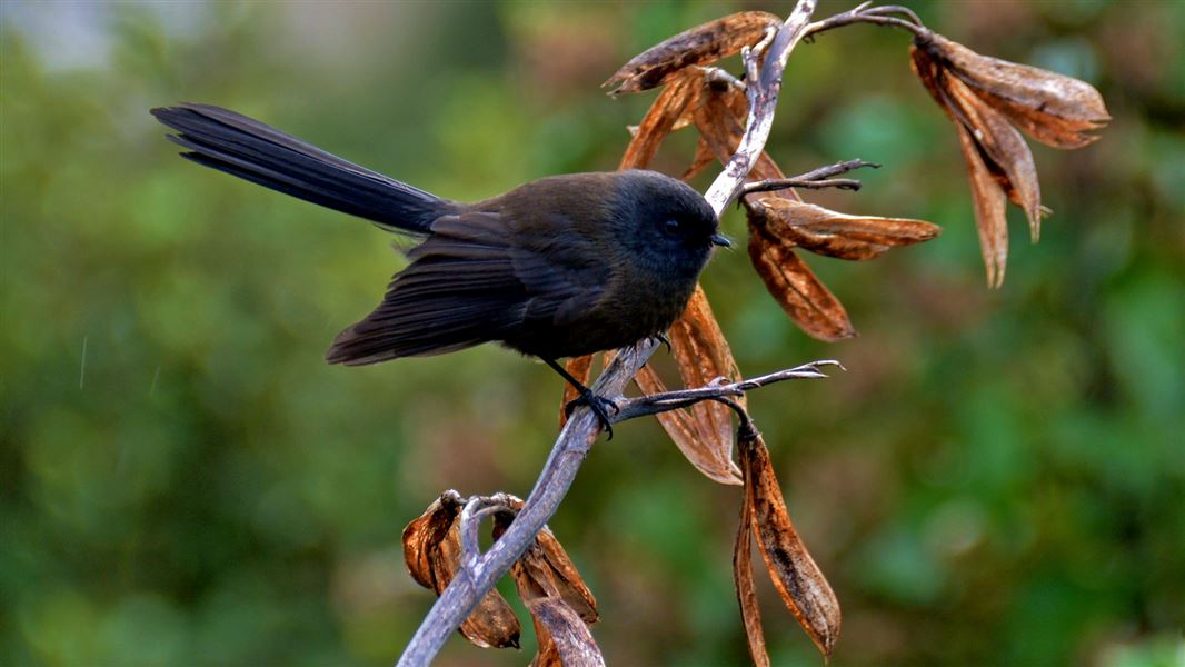 Black Tiwaiwaka Makes For Special Encounter At Gordon Park Scenic Reserve Media Release 12 April 2019