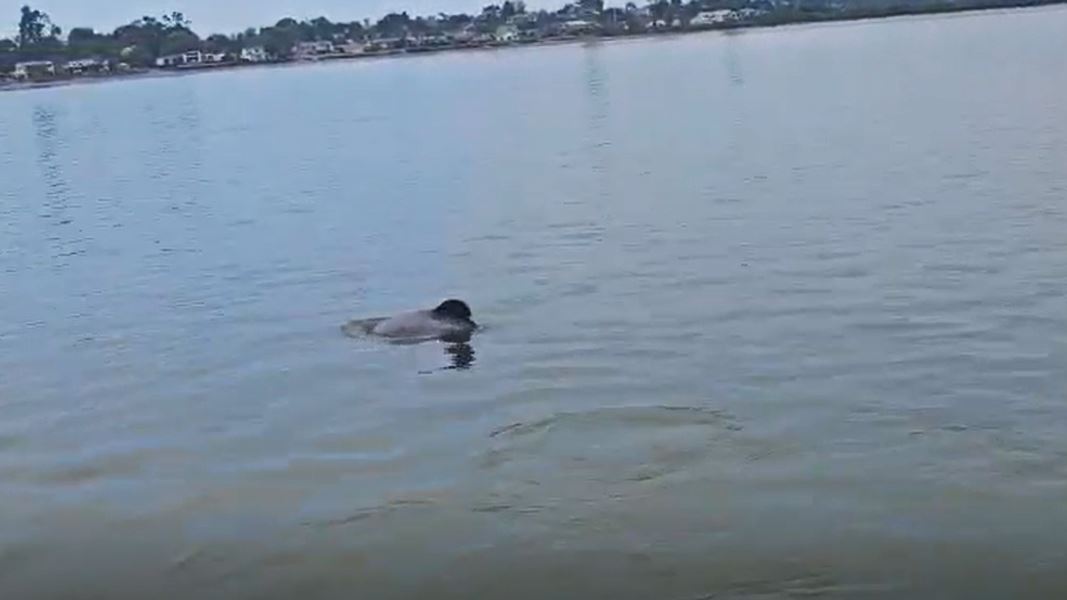 Curved fin of rare dolphin above the waters surface. 