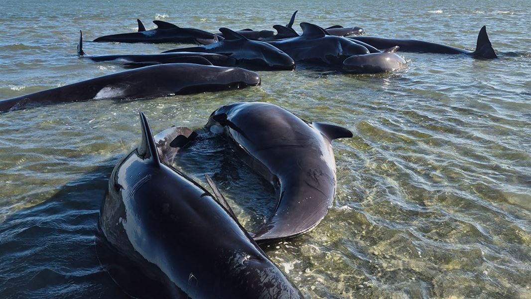 Stranded whales.