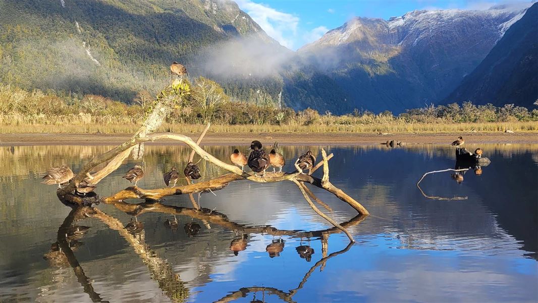 Recently released pāteke settling into the Arthur Valley in Fiordland National Park. 