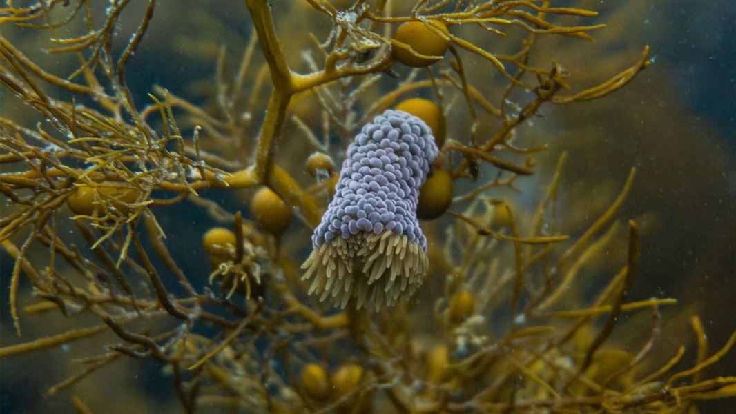 Wandering anemone phlyctenactis tuberculosa in Hikurangi Marine Reserve. 