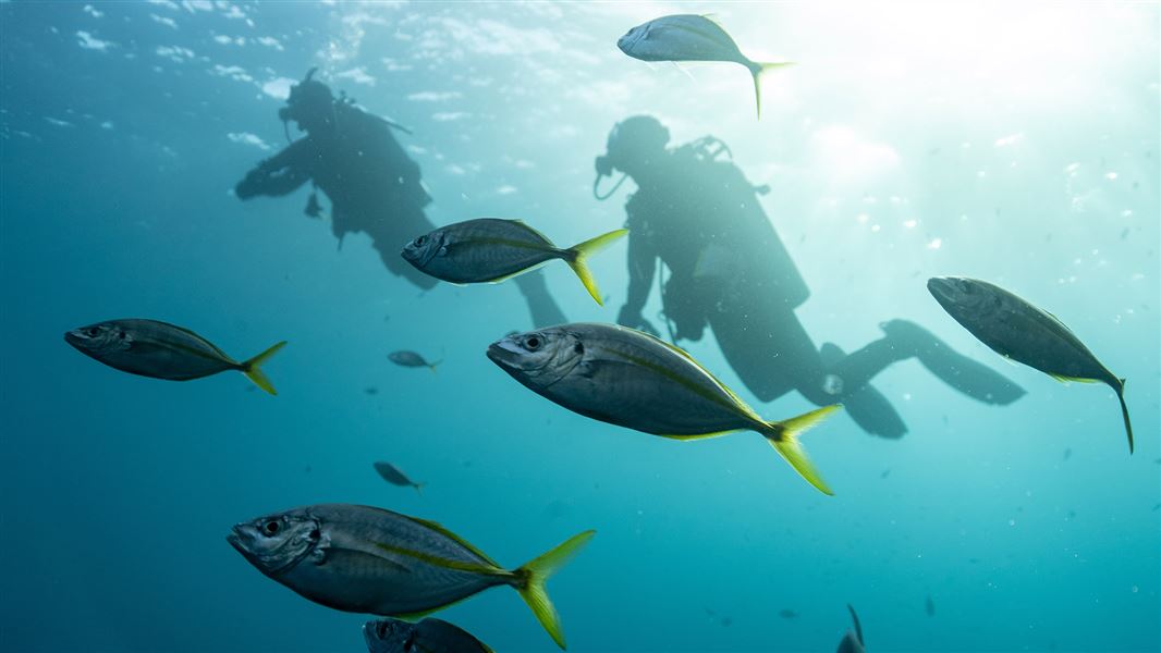 A diver swims amongst a small school of slivery fish.