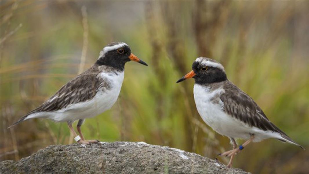Two black and white shore plover birds facing each other on a rock with a blurred green background. 