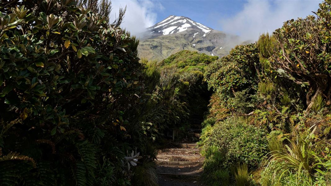 East Egmont walking tracks Walking and tramping in Egmont National