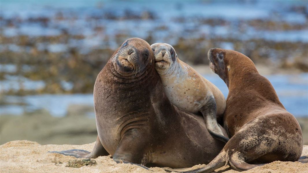 New Zealand Sea Lion Rapoka Whakahao New Zealand Marine Mammals