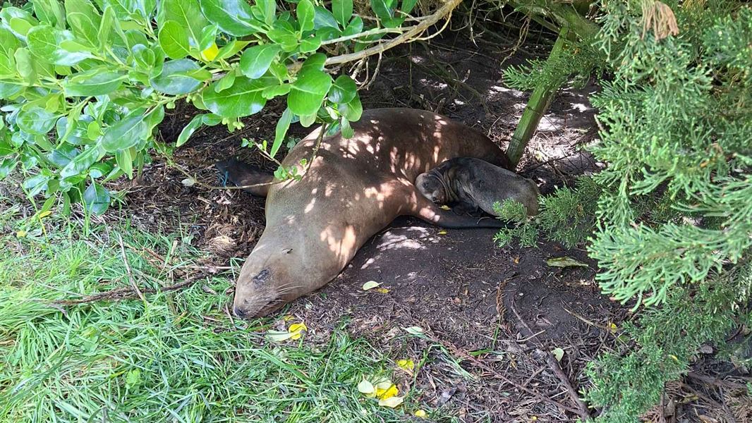 Tui the sea lion and her pup under shrubs. 