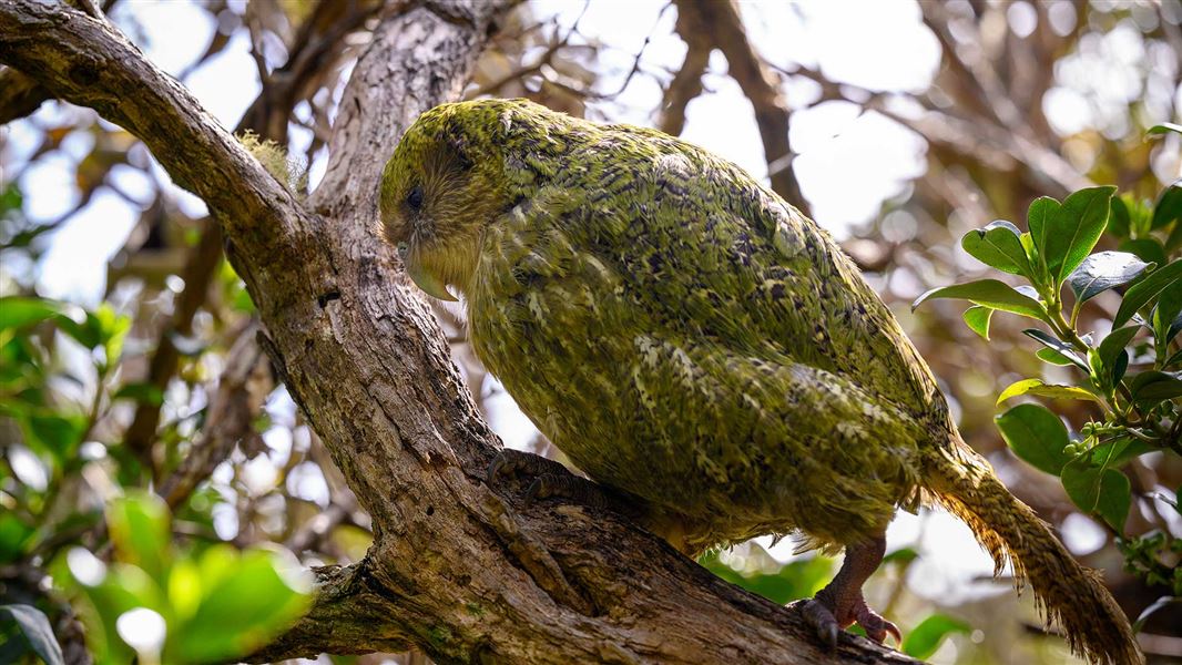 Boss the kākāpō. 