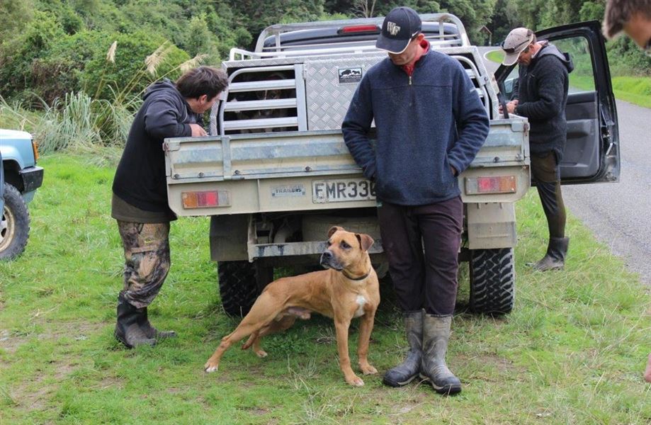 Hunting dogs on DOC managed land Rules and regulations