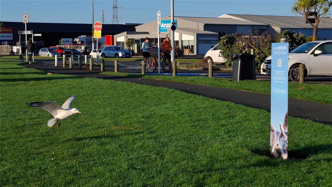 Urban Nature banner with seagull