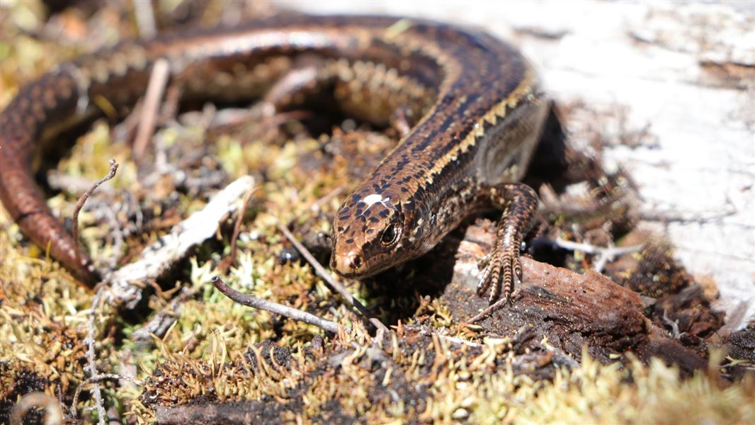 Alborn skink on moss and twigs.