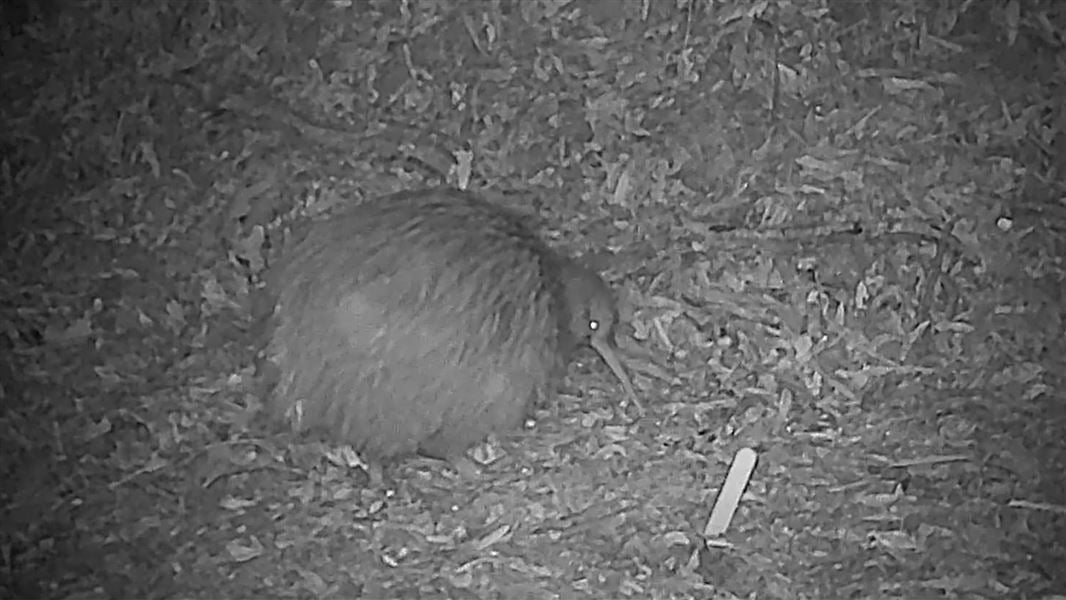 A rare kiwi has been captured on a trail camera in the northern Pureora Forest's Waipapa block. 