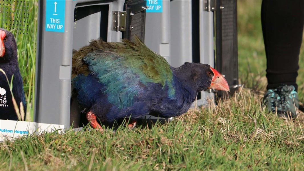 Eight takahē were released at Onetahua Farewell Spit on 28 May 2026. 