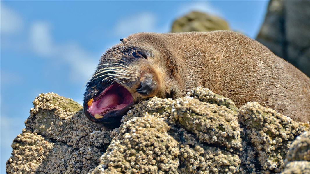 Threats to New Zealand fur seal