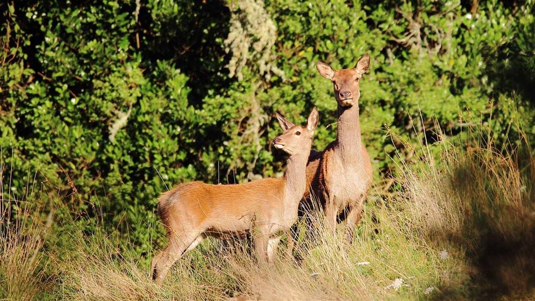 Two young deer stand together in long tussock grass with thick bush behind them. 