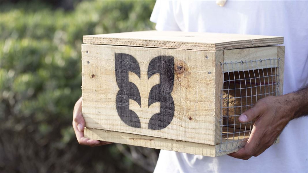 A person holds a wooden trap with a the tohu or symbol of the predator free movement on the side.
