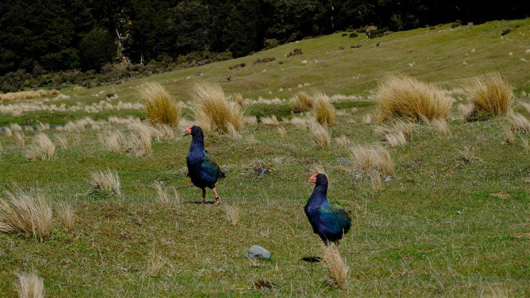 Two Takahē at Greenstone Valley