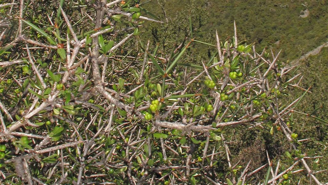 Matagouri/tūmatakuru found at Tasman Glacier Valley, Aoraki/Mount Cook National Park, Mackenzie District, Canterbury. 